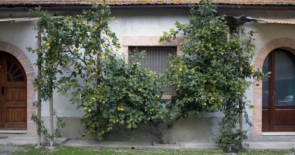 Agriturismo Monte Alzato Capalbio Quarto foto